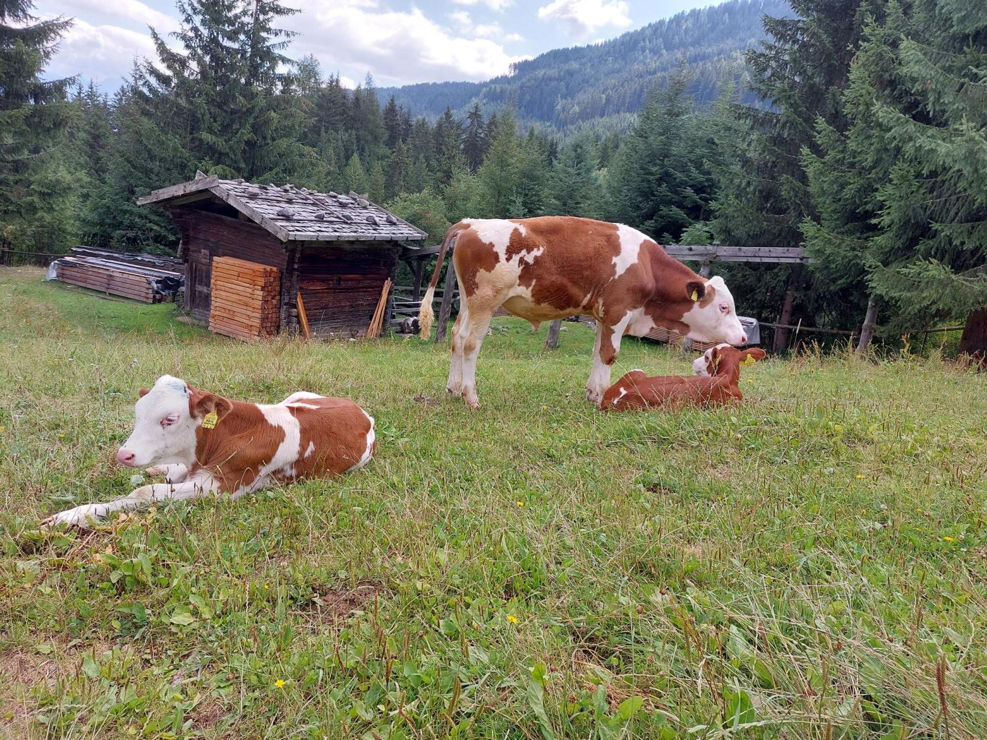Blosegghof Bergchalets Waldblick Racines Dış mekan fotoğraf